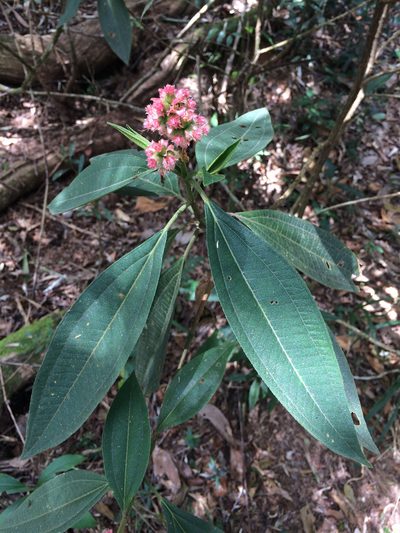 Miconia melastomoides, photographed by B. Phalan