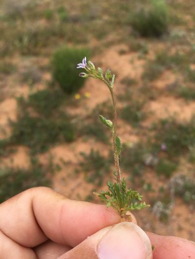 Gilia mexicana, photographed by Cecelia Alexander