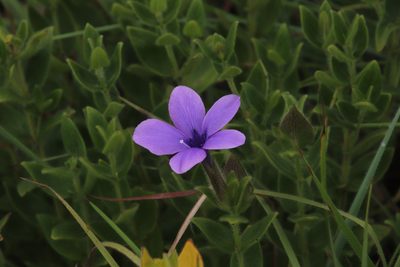 Barleria ovata, photographed by Tony Rebelo