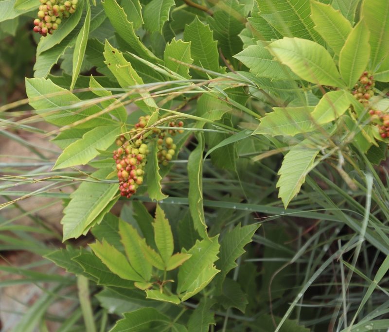 Searsia rogersii, photographed by Tony Rebelo