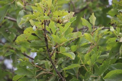 Vitex obovata, photographed by Tony Rebelo
