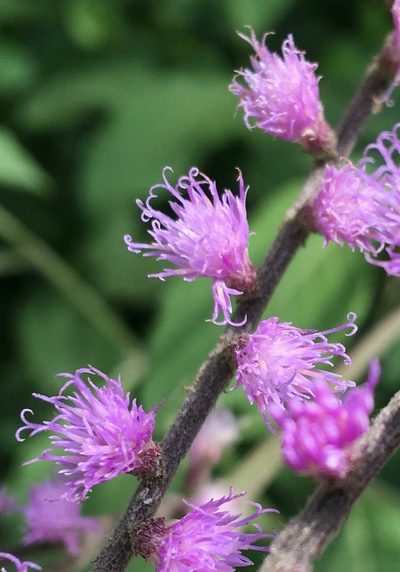 Eirmocephala brachiata, photographed by desertnaturalist