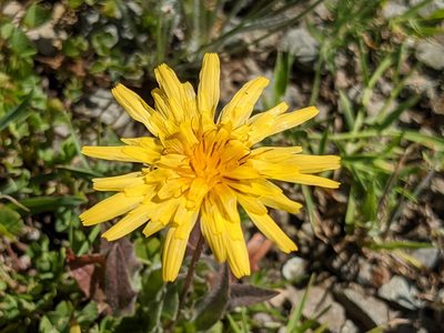 Agoseris heterophylla, photographed by joergmlpts