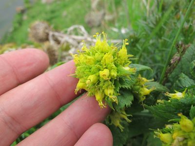 Scrophularia chrysantha, photographed by Grzegorz Grzejszczak