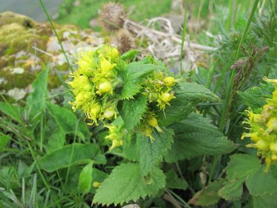 Scrophularia chrysantha, photographed by Grzegorz Grzejszczak