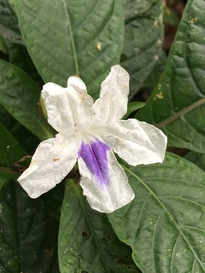 Ruellia tubiflora, photographed by desertnaturalist