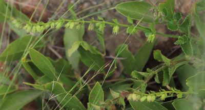 Endostemon obtusifolius, photographed by Tony Rebelo
