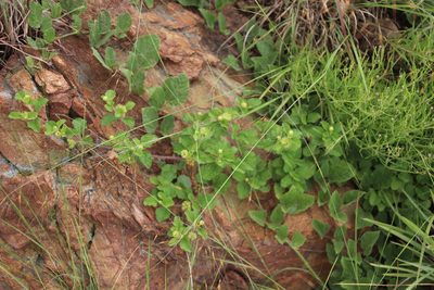 Acanthospermum australe, photographed by Tony Rebelo