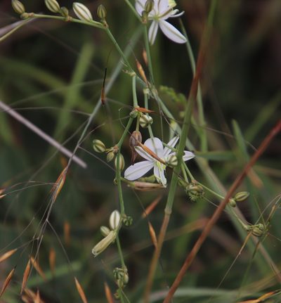 Chlorophytum galpinii, photographed by Tony Rebelo