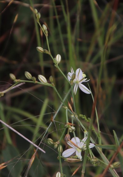 Chlorophytum galpinii, photographed by Tony Rebelo