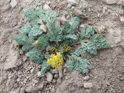 Cymopterus longipes