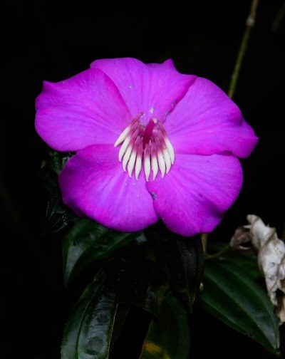 Meriania speciosa, photographed by desertnaturalist