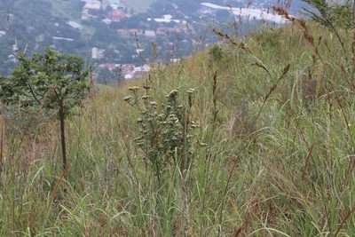 Gymnanthemum corymbosum, photographed by Tony Rebelo
