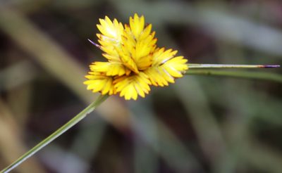 Cyperus sphaerocephalus, photographed by Tony Rebelo