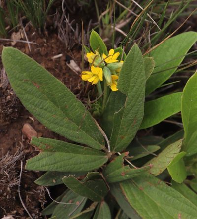 Eriosema ellipticifolium, photographed by Tony Rebelo