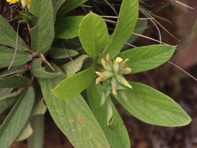 Eriosema ellipticifolium, photographed by Tony Rebelo
