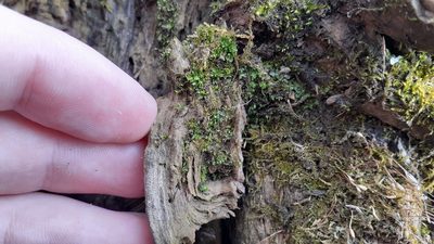 Rosulabryum moravicum, photographed by Quinten Wiegersma