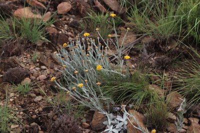 Helichrysum psilolepis, photographed by Tony Rebelo