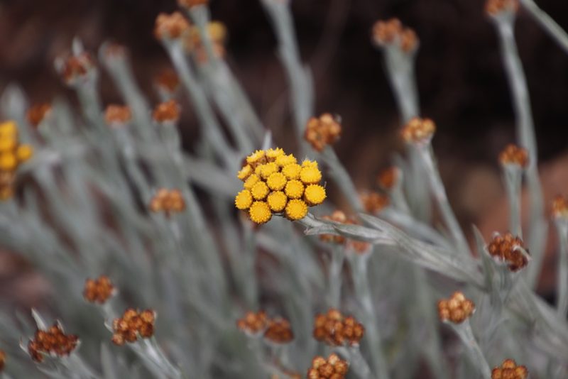 Helichrysum psilolepis, photographed by Tony Rebelo