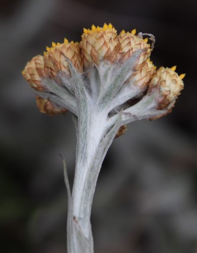 Helichrysum psilolepis, photographed by Tony Rebelo