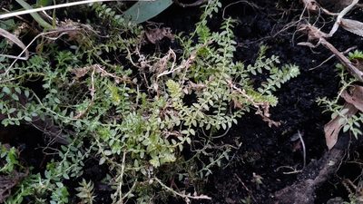 Selaginella eclipes, photographed by Quinten Wiegersma