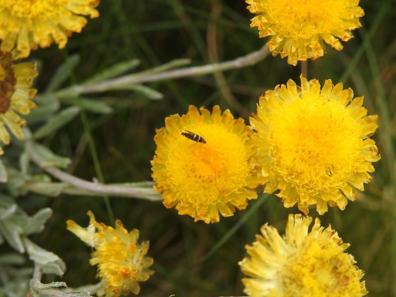 Coronidium monticola, photographed by Ashleigh Robbins