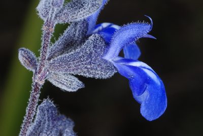 Salvia cuspidata, photographed by aacocucci