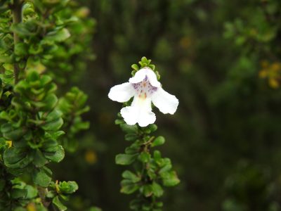 Prostanthera cuneata, photographed by Ashleigh Robbins