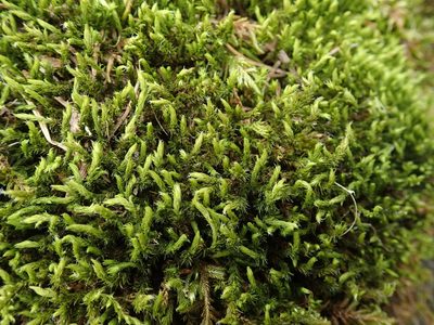 Frisvollia varia, photographed by Randal