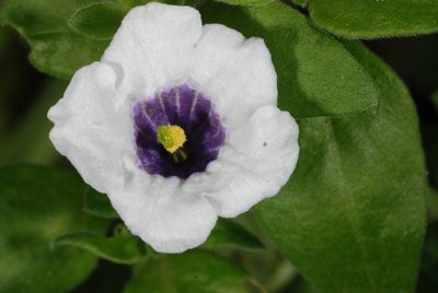Nierembergia browallioides, photographed by aacocucci