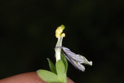 Nierembergia browallioides, photographed by aacocucci