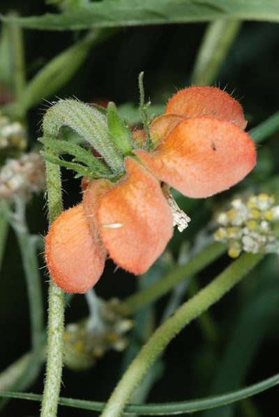 Caiophora lateritia, photographed by aacocucci