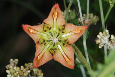 Caiophora lateritia, photographed by aacocucci
