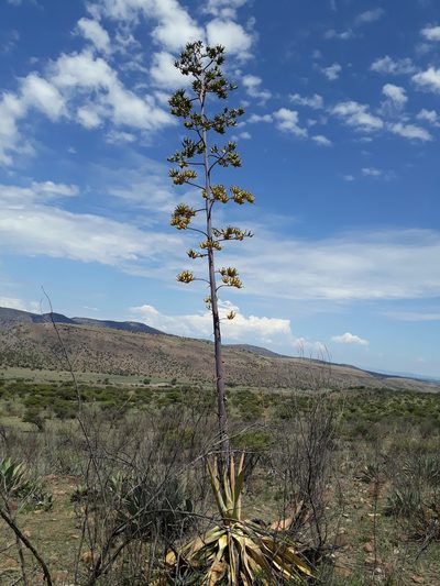 Agave durangensis, photographed by Norma Piedra