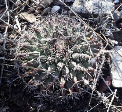 Mammillaria grusonii, photographed by Norma Piedra