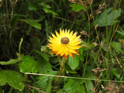 Xerochrysum subundulatum, photographed by Ashleigh Robbins
