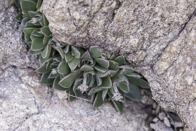 Graptopetalum rusbyi, photographed by Craig Martin