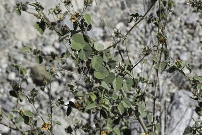 Abutilon incanum, photographed by Craig Martin