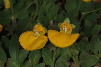 Calceolaria brunellifolia, photographed by aacocucci