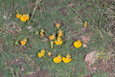 Calceolaria brunellifolia, photographed by aacocucci