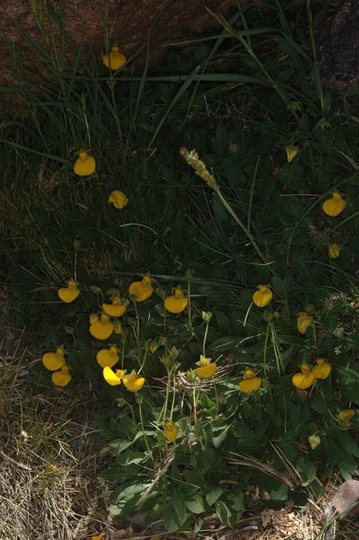 Calceolaria brunellifolia, photographed by aacocucci