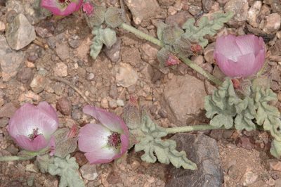 Sphaeralcea philippiana, photographed by aacocucci