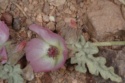 Sphaeralcea philippiana, photographed by aacocucci