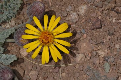 Trichocline boecheri, photographed by aacocucci