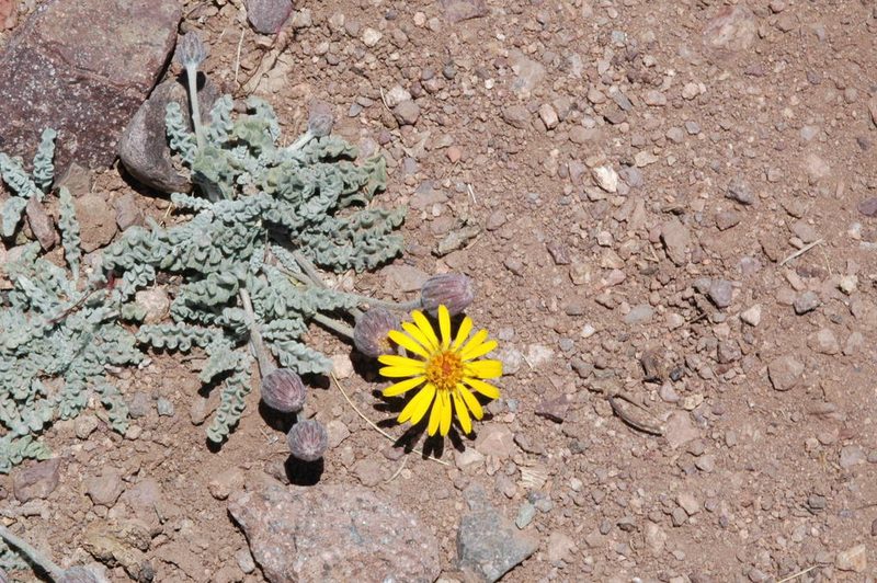 Trichocline boecheri, photographed by aacocucci