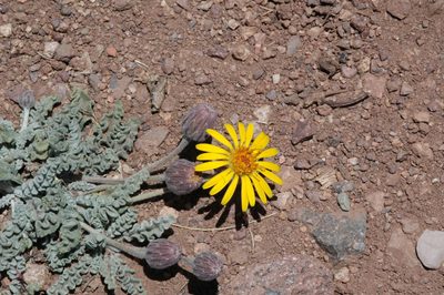 Trichocline boecheri, photographed by aacocucci