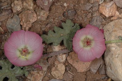 Sphaeralcea philippiana, photographed by aacocucci