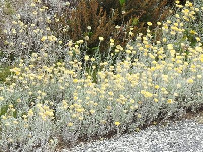 Coronidium monticola, photographed by Ashleigh Robbins
