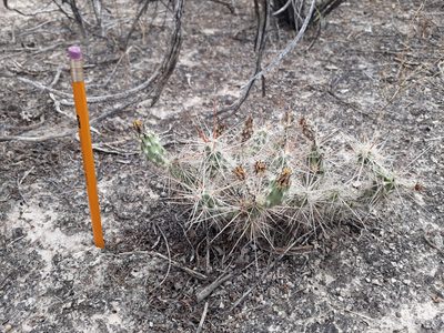 Grusonia schottii, photographed by Norma Piedra
