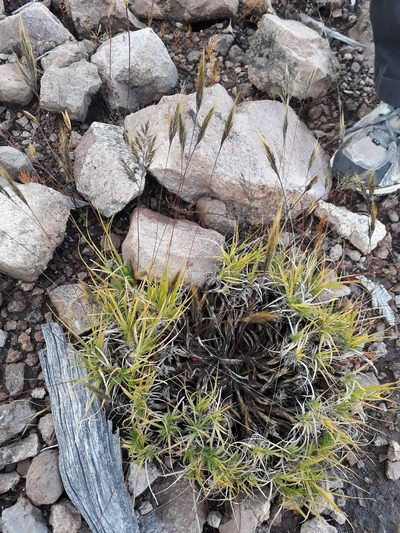 Muhlenbergia flaviseta, photographed by Norma Piedra